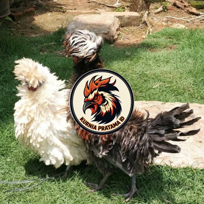 Telur ayam poland / telur ayam hias / telur fertil siap tetas KURNIA PRATAMA ID