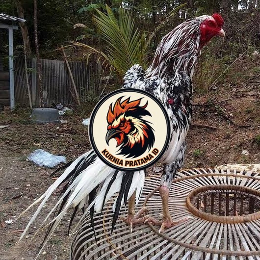 Telur ayam bangkok ekor lidi / telur ayam hias fertil siap cod KURNIA PRATAMA ID