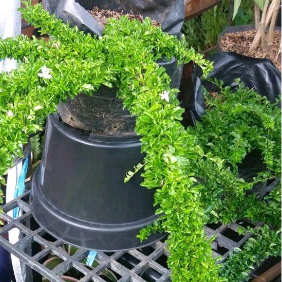 Tanaman hias duranta erecta - pohon bonsai duranta - sinyo nakal