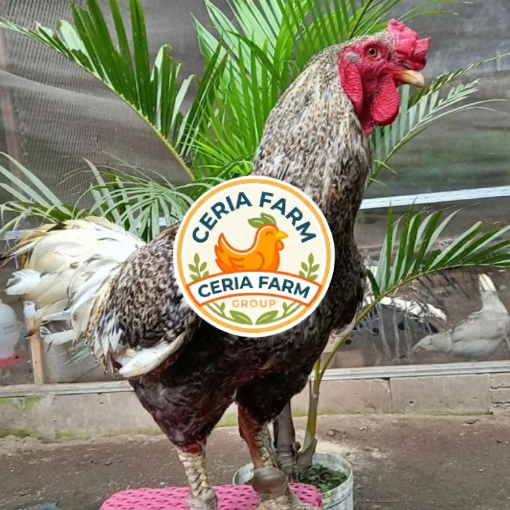 Telur Ayam Gorila Jumbo Fertil Untuk Ditetaskan | Telur Ayam Gorilla Fertil CERIA FARM GROUP