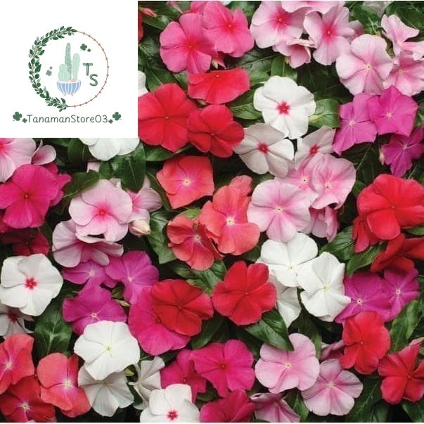Murah Bibit Benih Biji Bunga Gantung Vinca Mix Warna Tapak Dara Mudah Tumbuh