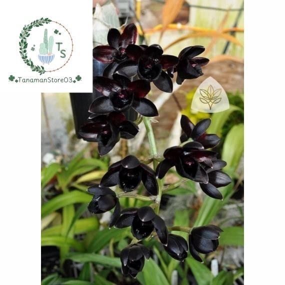 Anggrek Dendrobium Black