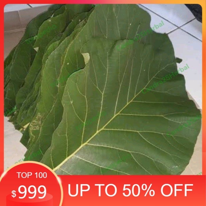 [COD] Daun jati jawa segar sangat cocok untuk bungkus makanan gudeg 1 lembar [JUALHASILALAM]