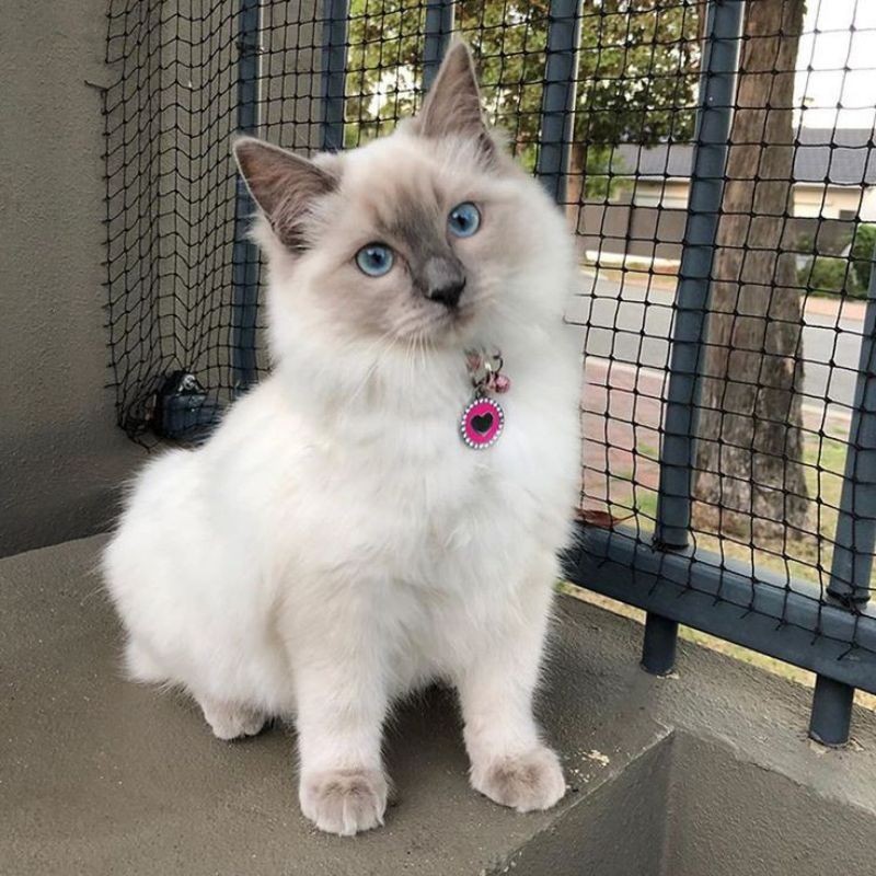 KUCING HIMALAYA ~ JANTAN 3 BULAN