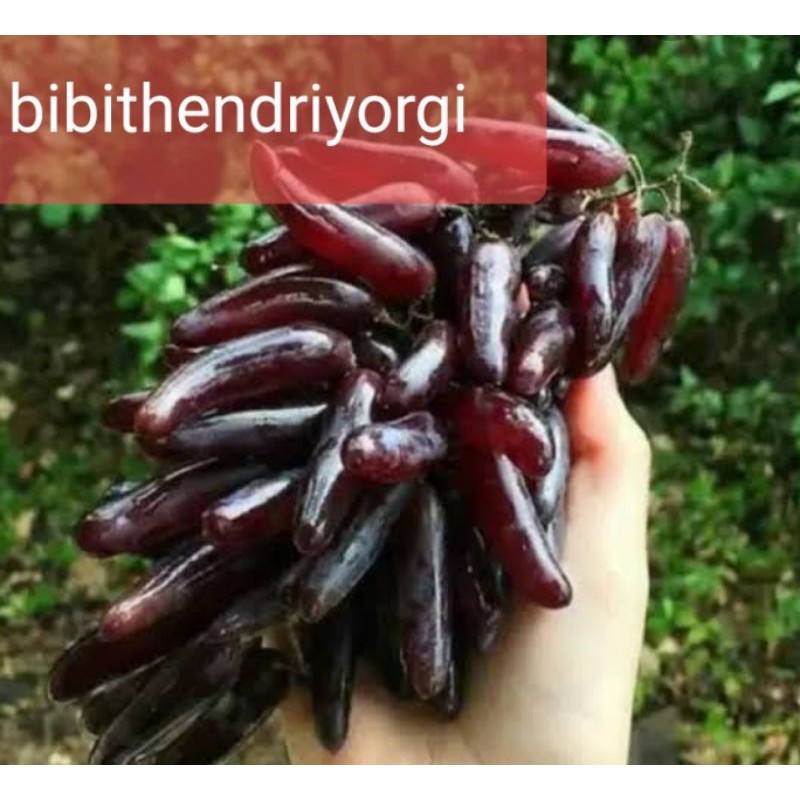 BIBIT ANGGUR IMPORT JARI JARI SWEET SAPHIRE ASLI VALID