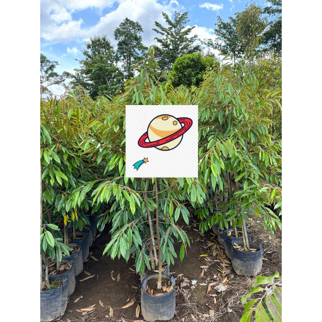 BIBIT DURIAN 2 METER MUSANGKING, BAWOR, DURIHITAM SUPER RIMBUN