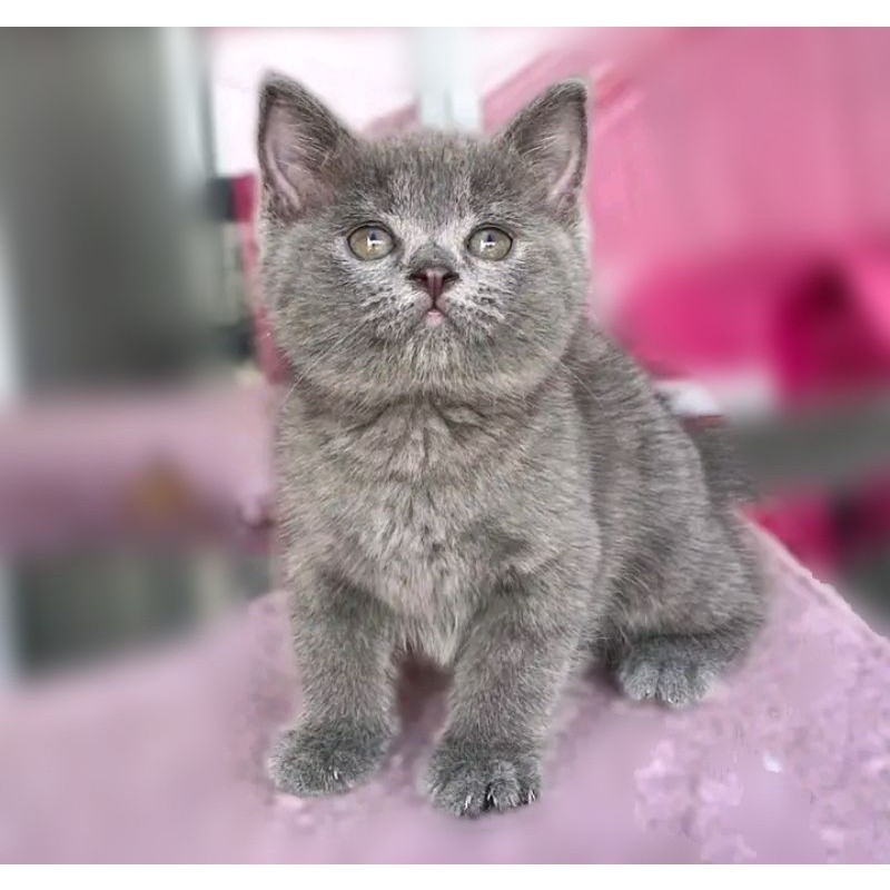 (RAS BRITISH BSH SCOOTISH STRAIGHT) KUCING KITTEN  PERSIA MEDIUM ANGGORA KUCING JANTAN BETINA HIMALA