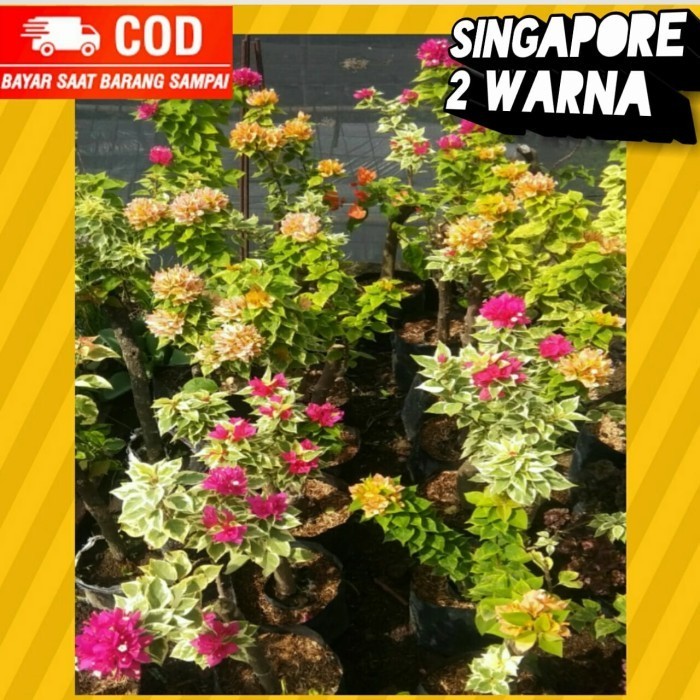 Paketan Isi 5 Stek Batang Bugenvil Singapur  warna (BATANG BESAR)/ Bougenville Singapur stek
