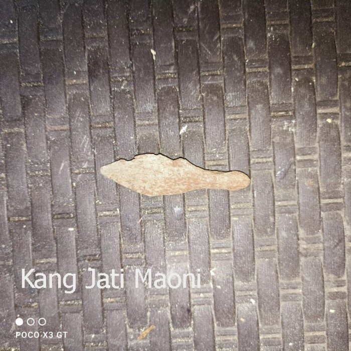 pusaka tombuk klewer pamor singkir sepuh Asli Paling Mewah DFG433