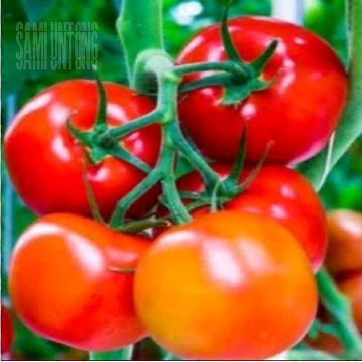 500 Biji Benih Tomat Jumbo Biji Bibit Tomat Hibrida Kemasan Repack Benih Unggulan