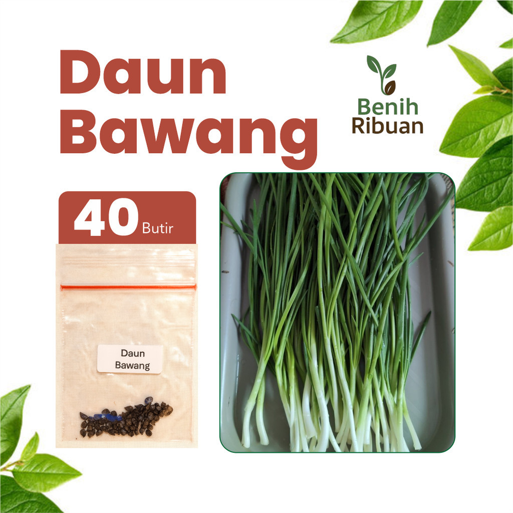 BENIH JAYA - Benih Daun Bawang Unggul Benih Sayur Daun Bawang Super Bibit Daun Bawang Berkualitas