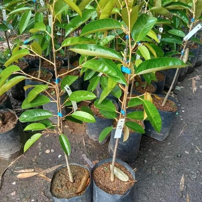 Terlaris Bibit Durian Super Tembaga Bangka