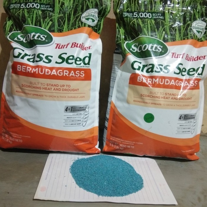 benih bibit biji rumput bermuda grass seed