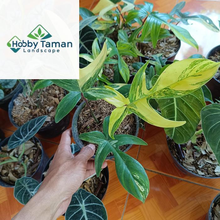 tanaman hias philodendron florida beauty variegata - florida ghost
