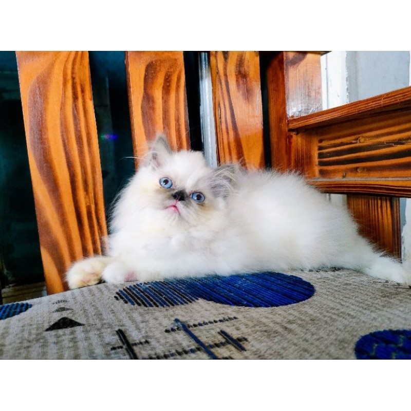 kucing kitten Persia ragdoll/midoll