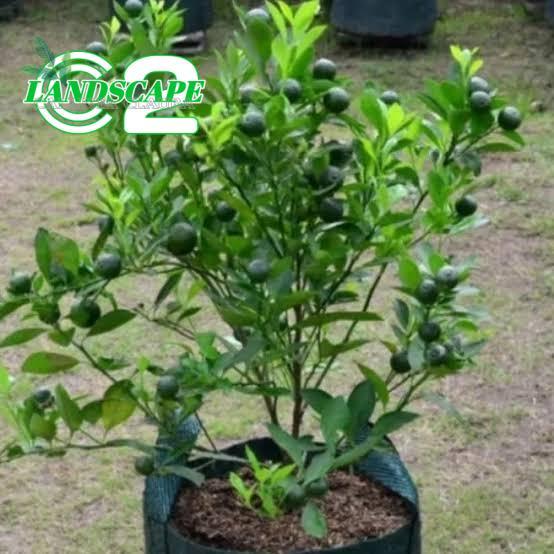 Pohon jeruk limau - pohon jeruk limo