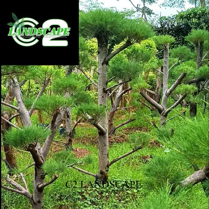 tanaman bonsai cemara udang - pohon bonsai cemara udang