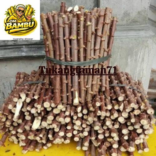 Bibit pohon Singkong mentega singkong kuning isi 1kg