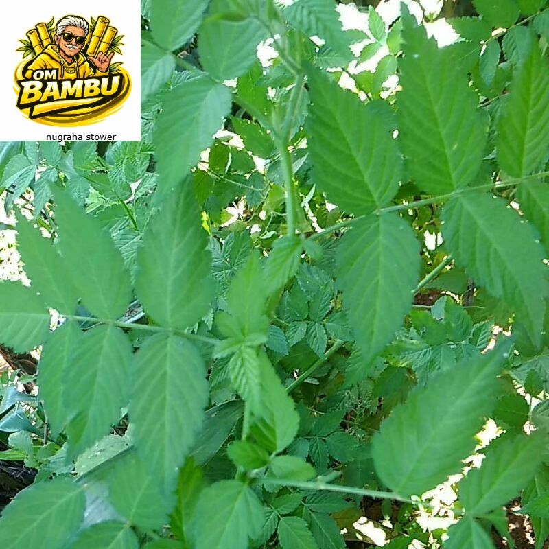 Bibit arbei, rasbery hutan,arben hutan