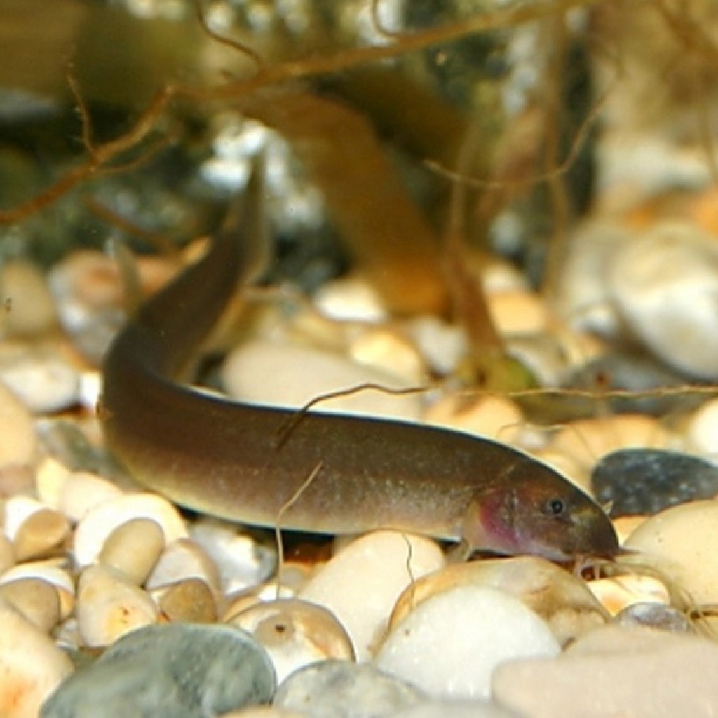 Black Kuhli Loach Algae Eater / Ikan Hias Aquascape