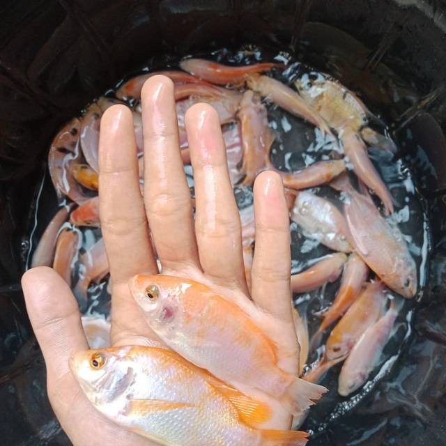 bibit / benih ikan nila merah 3 jari per ekor