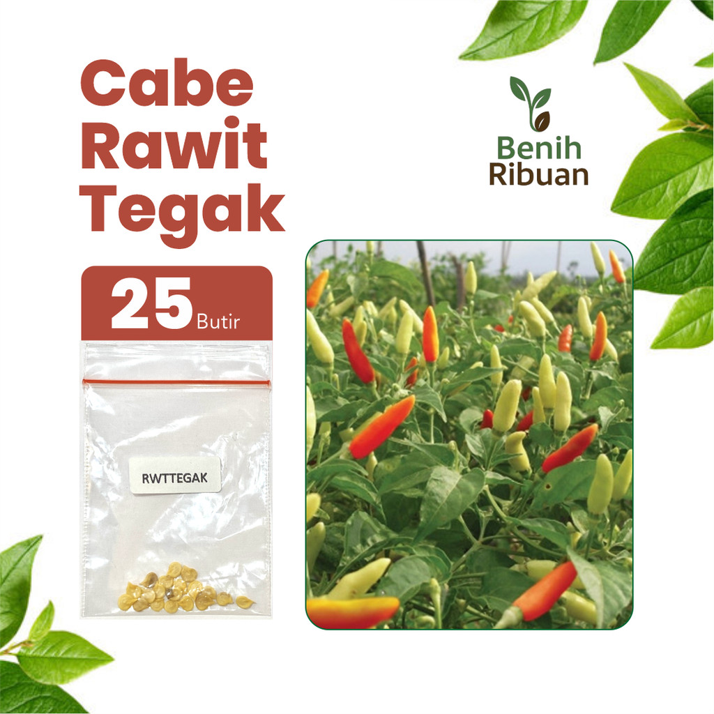 BENIH RIBUAN - Benih Cabe Rawit Tegak Unggul, Bibit Cabai Rawit Tegak Super Bibit Cabe Pedas