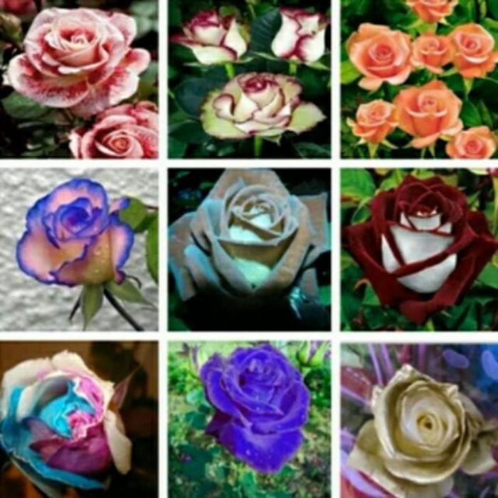 TANAMAN HIAS MAWAR IMPOR VARIAN//MAWAR HIDUP - BUNGA HIAS MAWAR - TANAMAN HIAS BUNGA - BUNGA HIAS - 