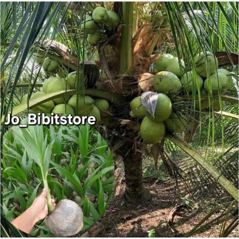 Bibit Kelapa Dwarf Indian Pendek Berbuah | Terlaris Bibit Kelapa Dwarf Super Genjah