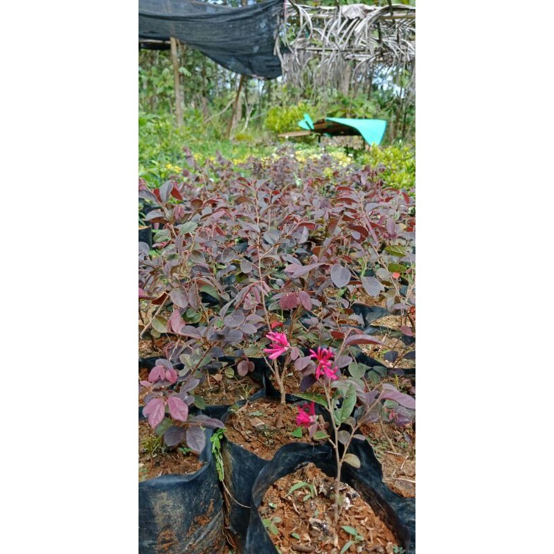 Bunga Pitaloka Tanaman Hias Pitaloka atau serut merah Chinese fringe