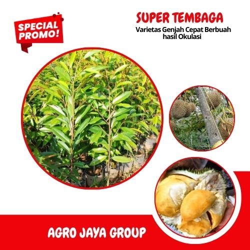 Bibit DURIAN SUPER TEMBAGA,,asli hasil okulasi...