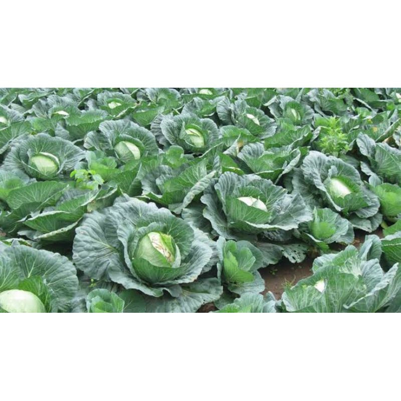 Benih Kol Kubis Unggul Isi Banyak | Bibit Sayuran Dataran Rendah | Bisa COD