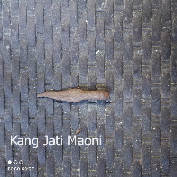 pusaka sepuh banyak angrem pamor singkir Asli Paling Mewah GF544