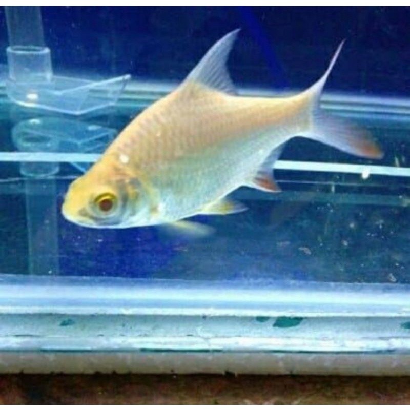 kaviat albino berkualitas