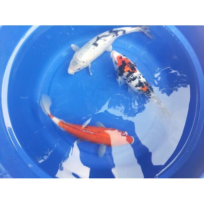 Ikan Koi Hias 30cm Grade A Bisa Pilih