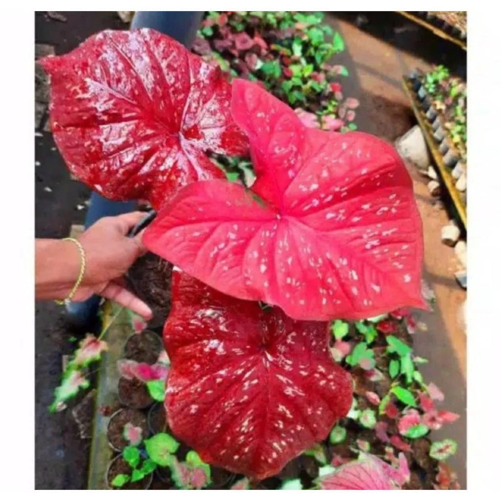 Umbi Caladium red Guardians - keladi hias import