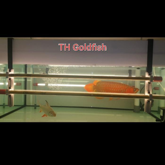 Mayin Lamp Holder / Hanger Lampu Tanning Led Arwana Aquarium
