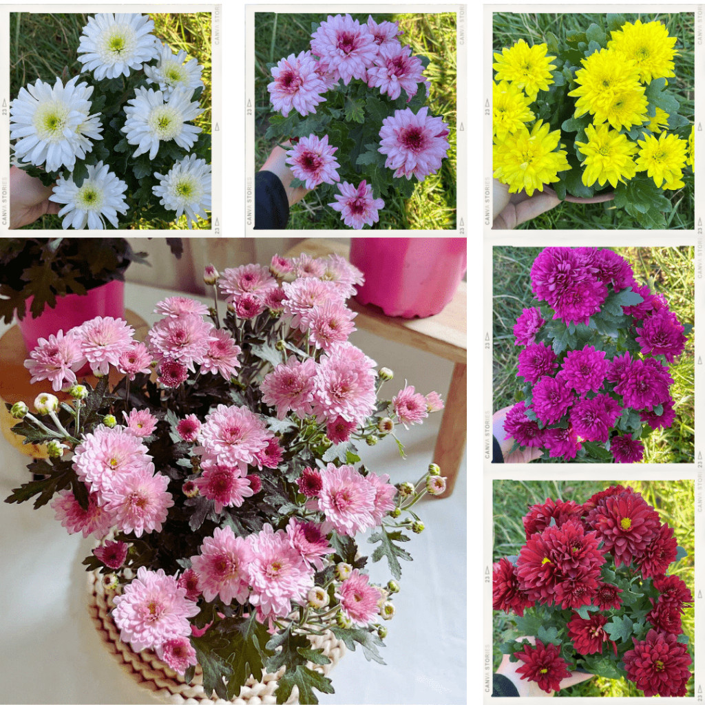 Bibit Krisan Aster Tanaman Hidup Hias Krisan Aster Bibit Bunga Krisan Aster Tanaman Bunga Seruni Bis