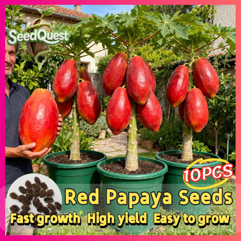 100% Original Fresh Red Lady Dwarf Pepaya benih(30pcs) Bonsai Pepaya Plant Seeds for Garden Balcony 