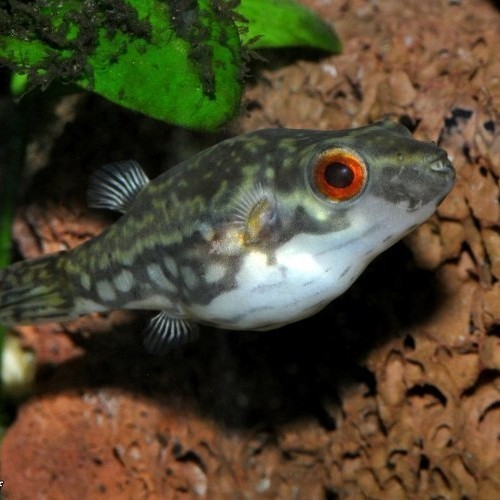 Buntal Mata Merah / Mini Puffer Red Eye/ Ikan Hias Air Tawar