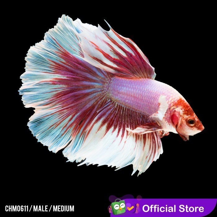 Betta Halfmoon Lavender Big Ear / Cupang Rosetail Big Ear