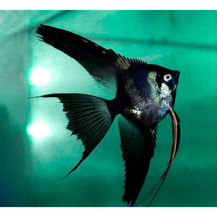 Manfish Black Angel / Angel FIsh / Ikan Hias Aquascape / Air Tawar