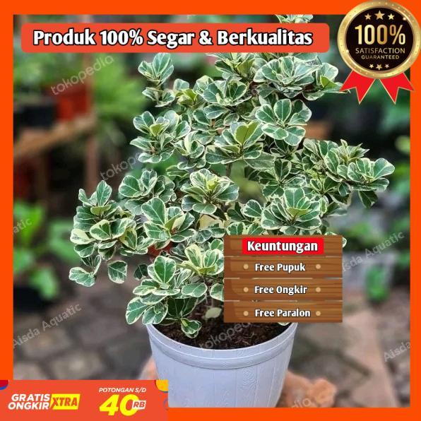 BIBIT BUNGA BERINGIN KUPU KUPU SUPER CANTIK SIAP TANAM