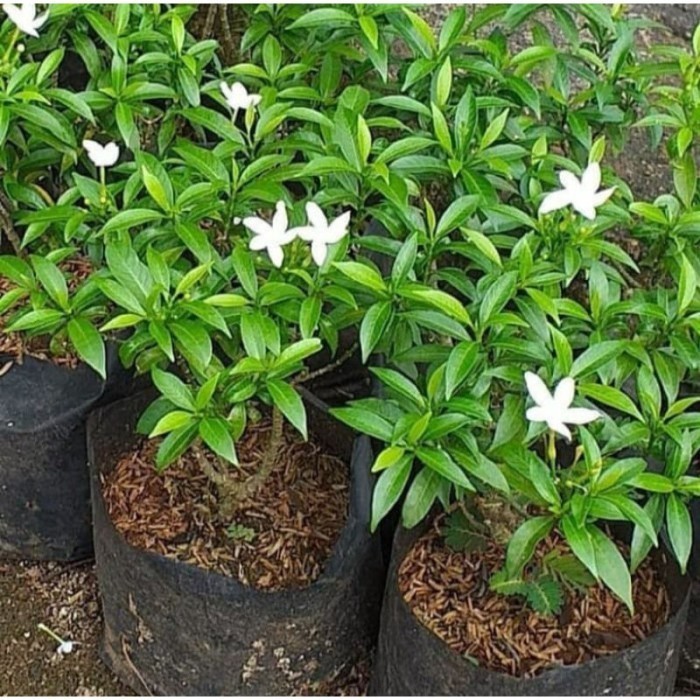 TERBARU Harga PROMO PAKETAN TANAMAN HIAS BAHAN BONSAI MELATI ROMBUSA/MELATI CINA 4 PLANT LETSGOGARDE