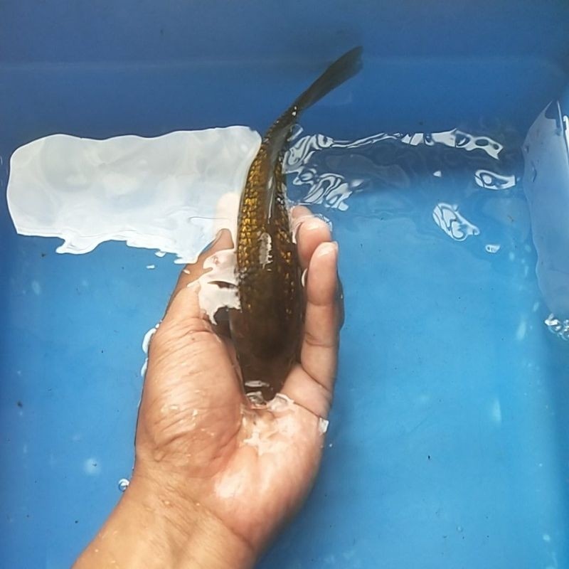 TERBARU ikan koi ochiba / ochiba ginrin penjinak kolam LETSHO GARDEN