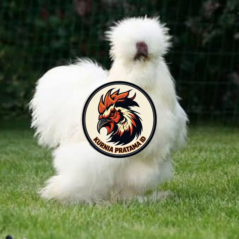 TELUR AYAM HIAS SILKIE UNTUK DI TETASKAN KURNIA PRATAMA ID