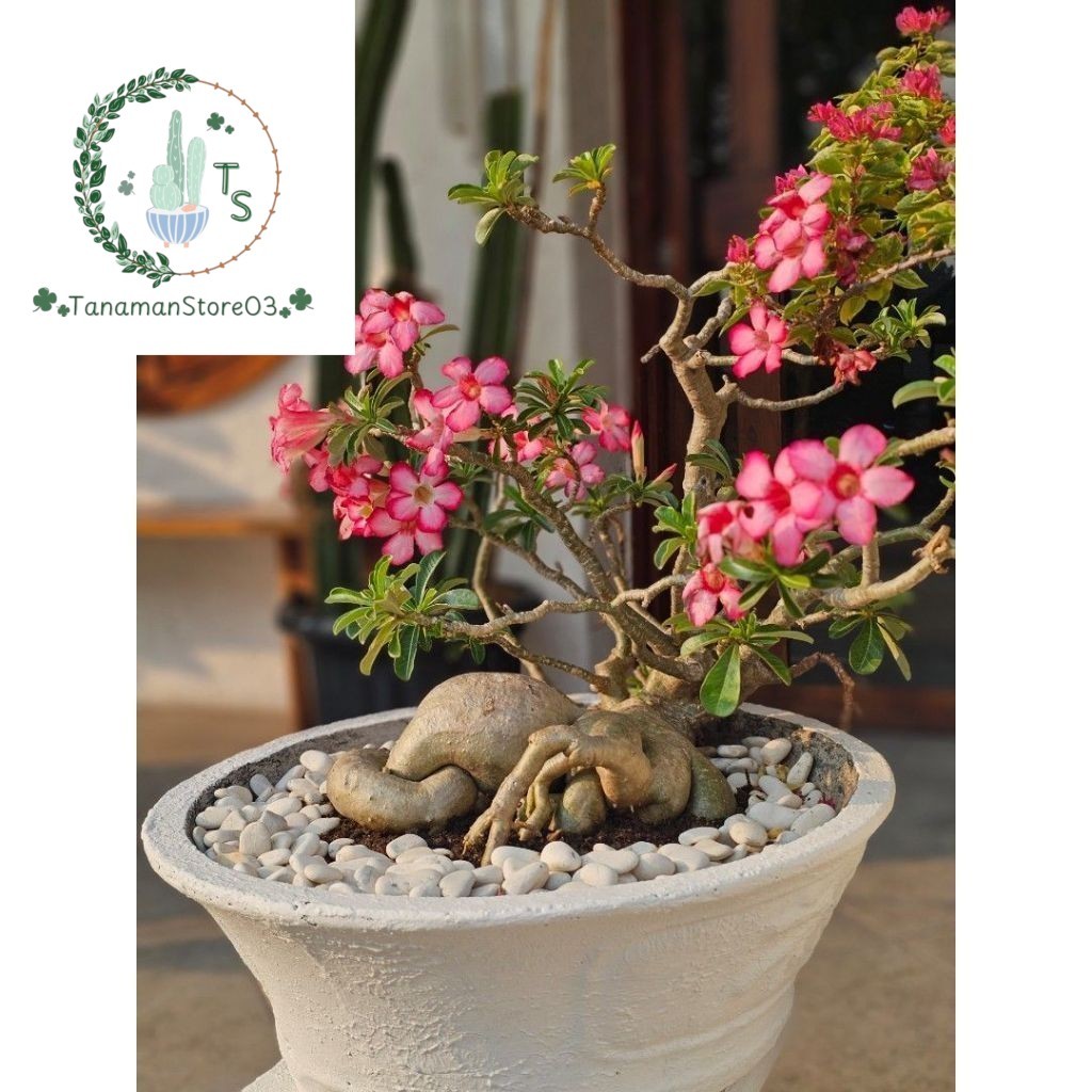 PROMO Bunga Kamboja Jepang Hidup cendrawasih - Adenium Tumpuk Bonggol Besar - bibit tanaman bonsai K