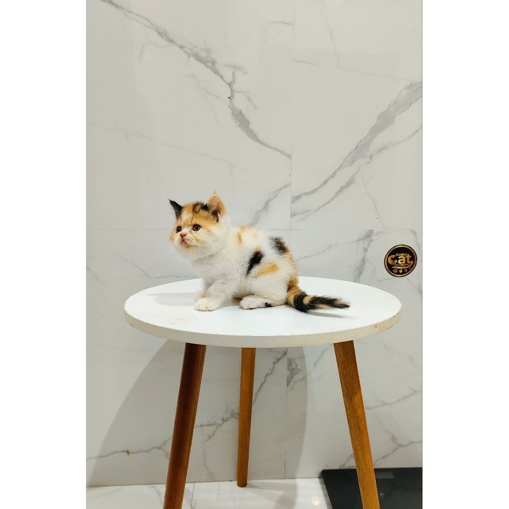 kucing British calico short hair