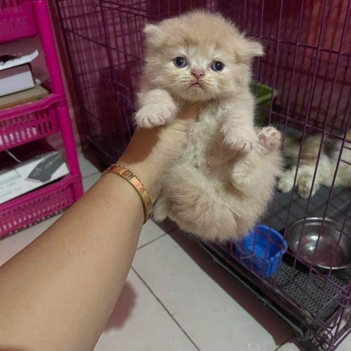 kucing persia jantan