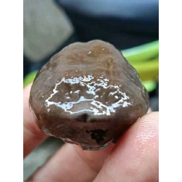 News Arrival muncang adu nyonyo ori