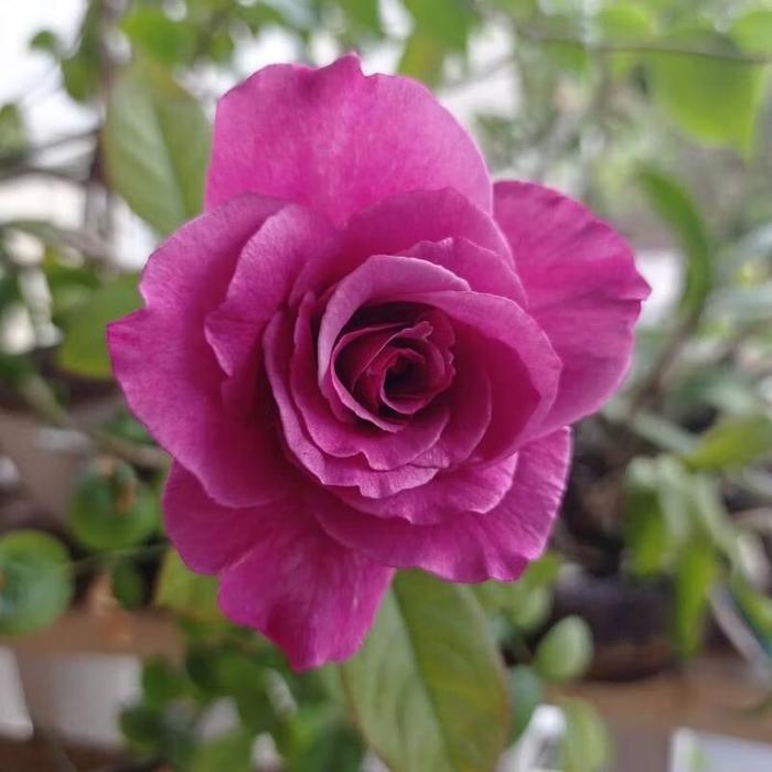 Bunga MAWAR HOLLAND - Tanaman Hidup Bunga Hias Mawar Holland Berbunga & Bergaransi